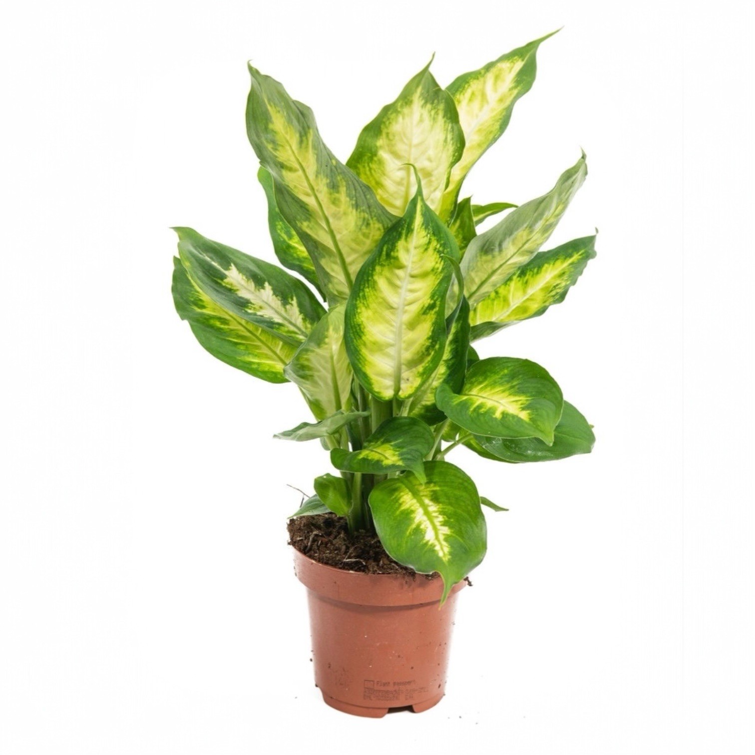  Difenbahya Bitkisi (Dieffenbachia Camilla)
