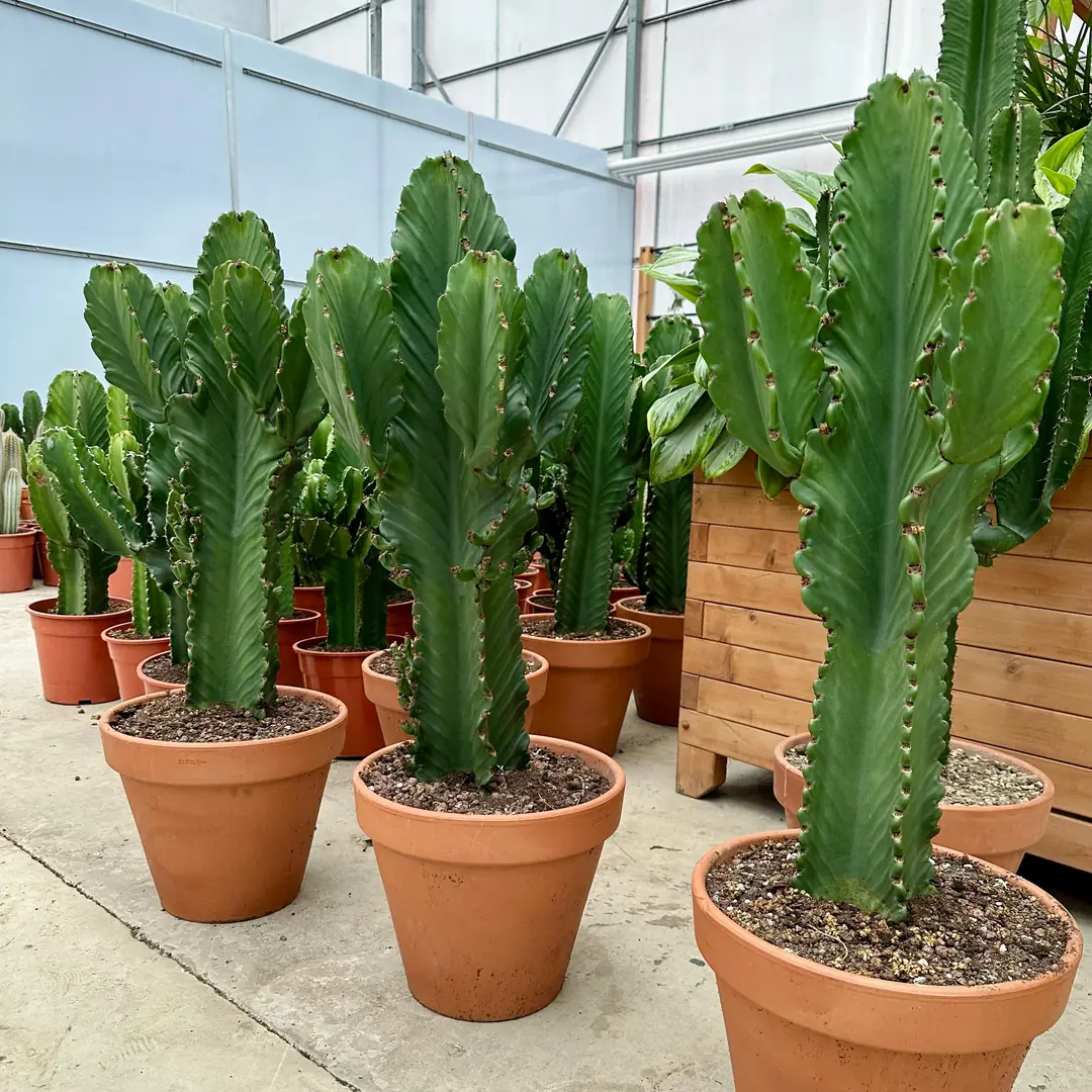 Euphorbia ingens en Lechuza Cube Premium main image 0