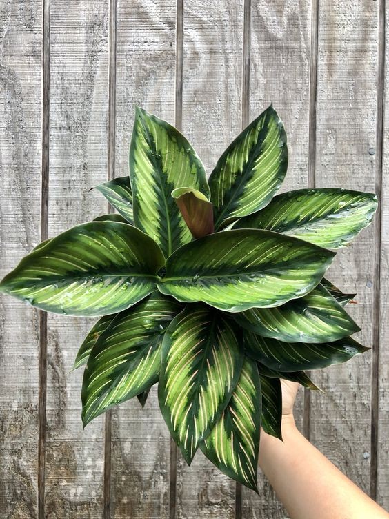 Calathea Beauty Star-Dua Çiçeği