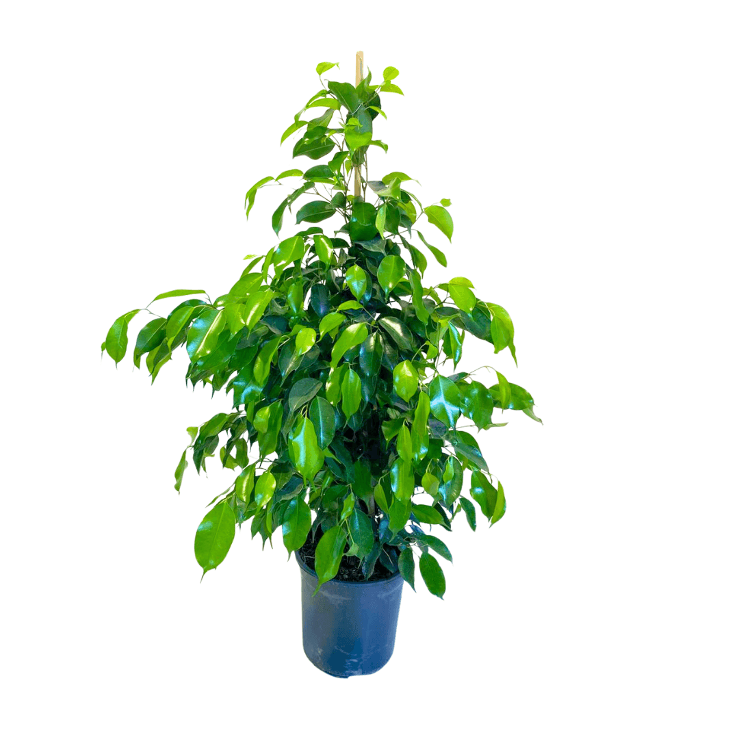 Benjamin Ficus 100-110 cm 