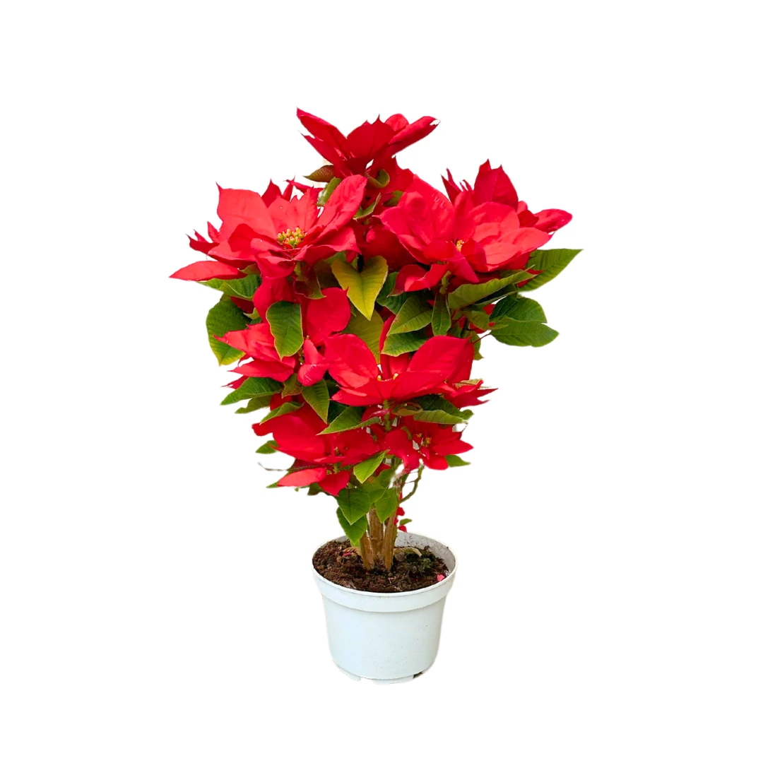 Atatürk Çiçeği (Poinsettia Ponsetya) 60 cm