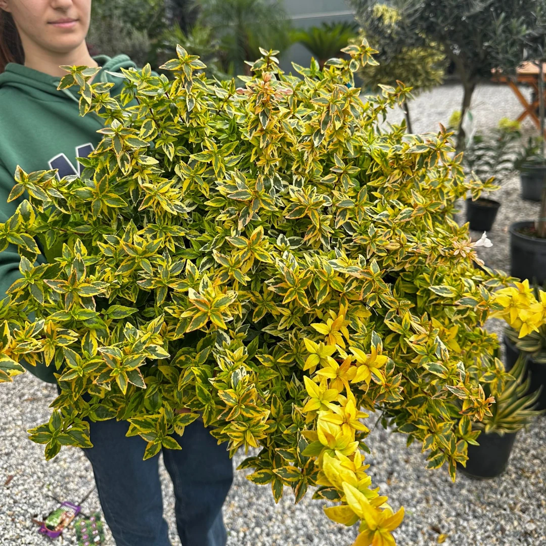 Abelia Grandiflora 'Kaleidoskope' (Sarı Alacalı Güzellik çalısı) XXL 