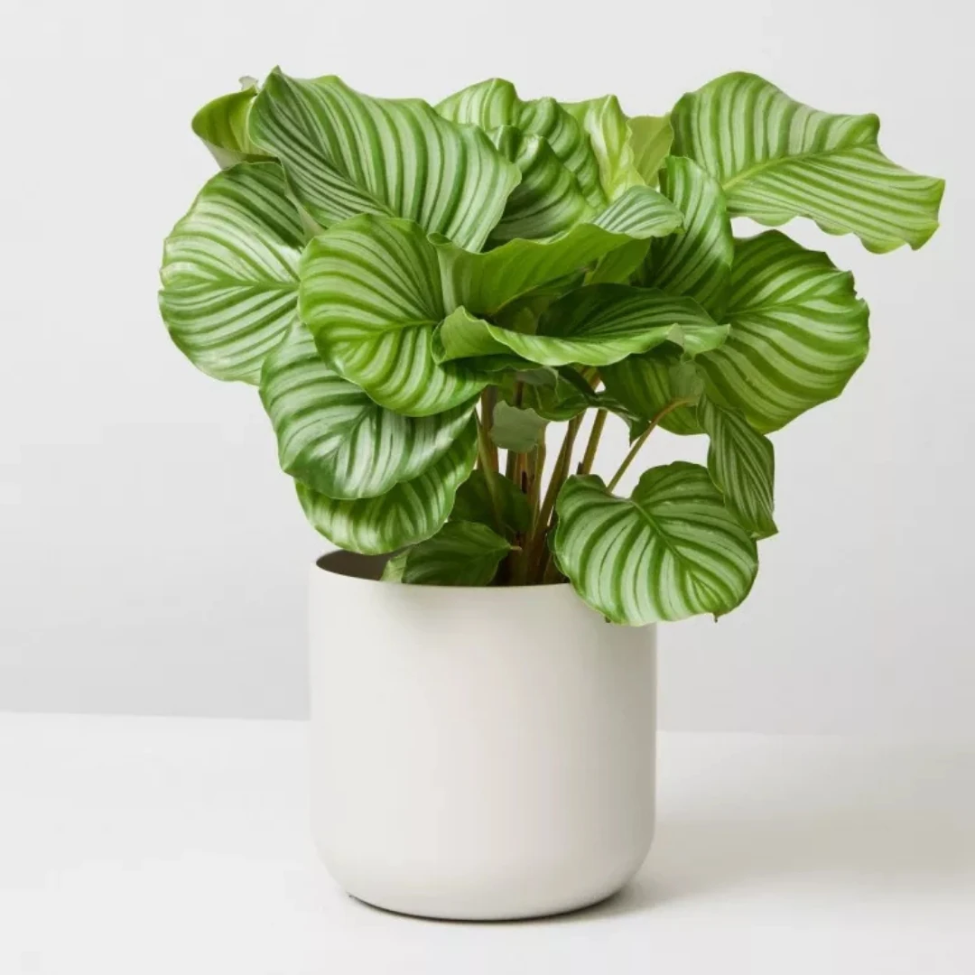 Calathea Orbifolia Dua Çiçeği 50-60 Cm