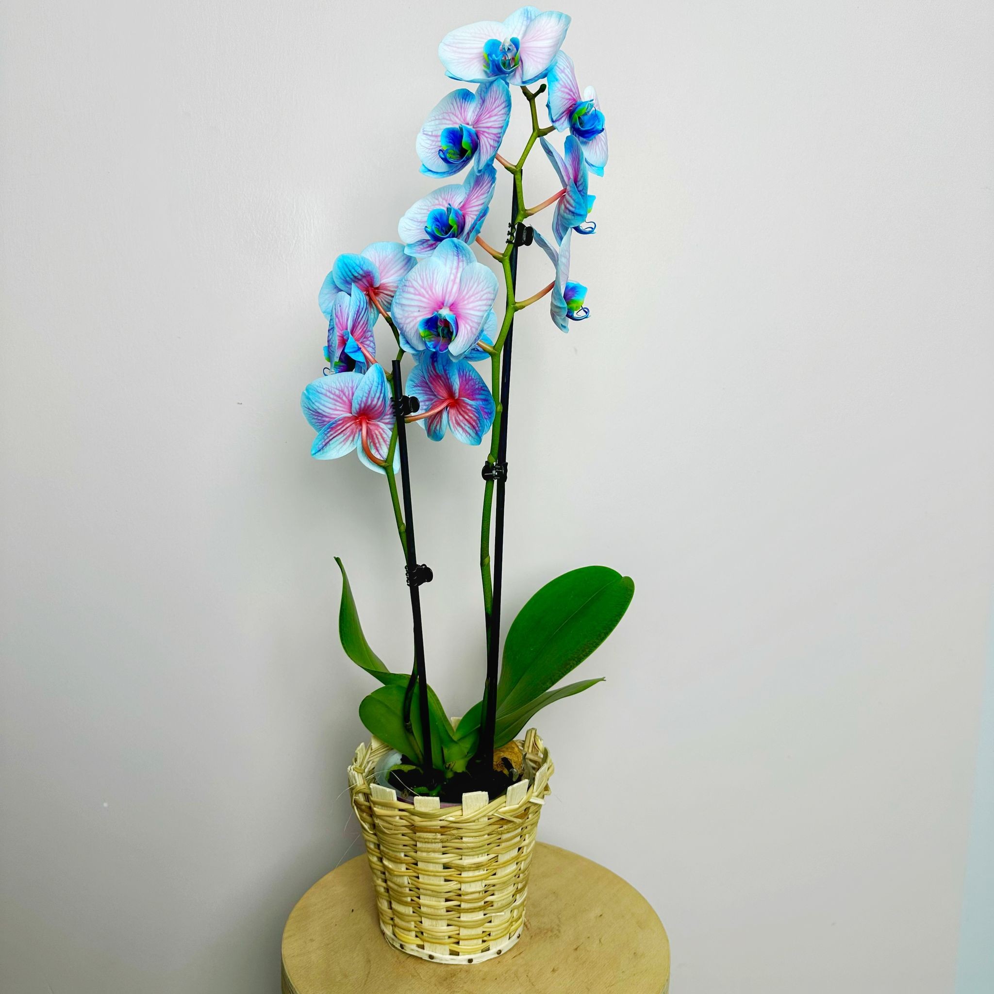 Orkide Mavi-Pembe Çift Dallı İthal (Phalaonepsis)