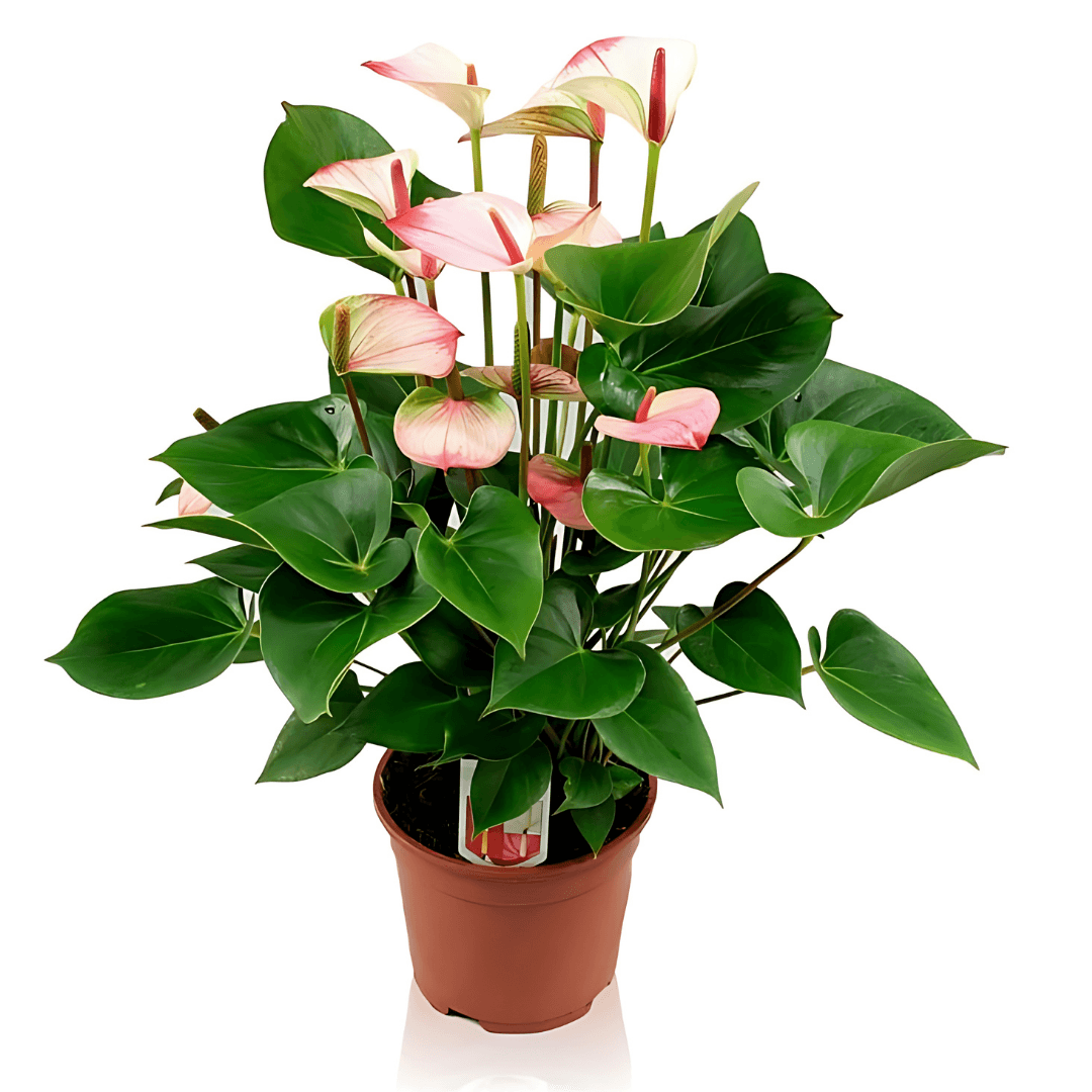 Anthurium Pembe (Antoryum) 50-60 cm 