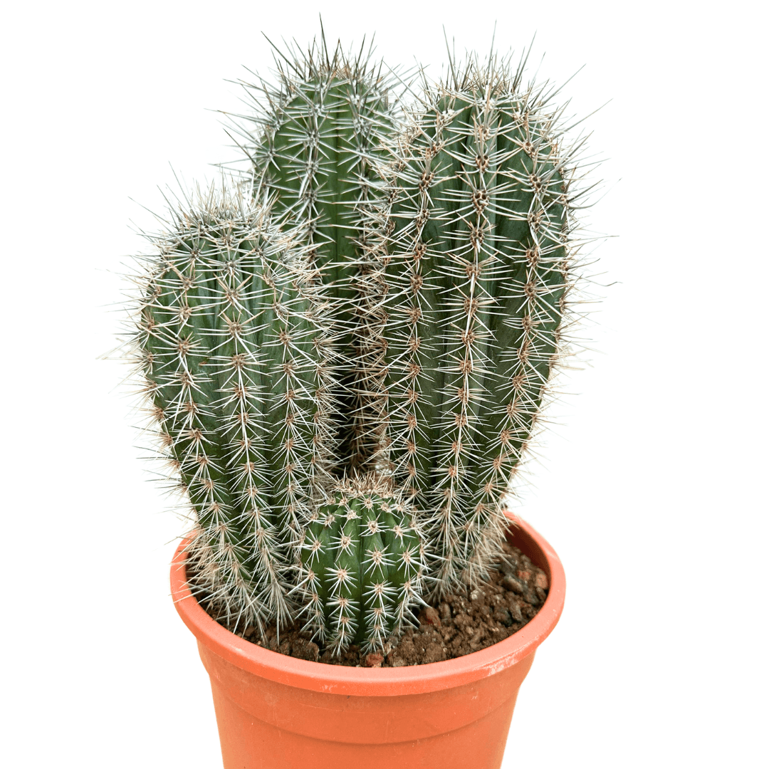 Pachycereus Pringlei 50-60 cm