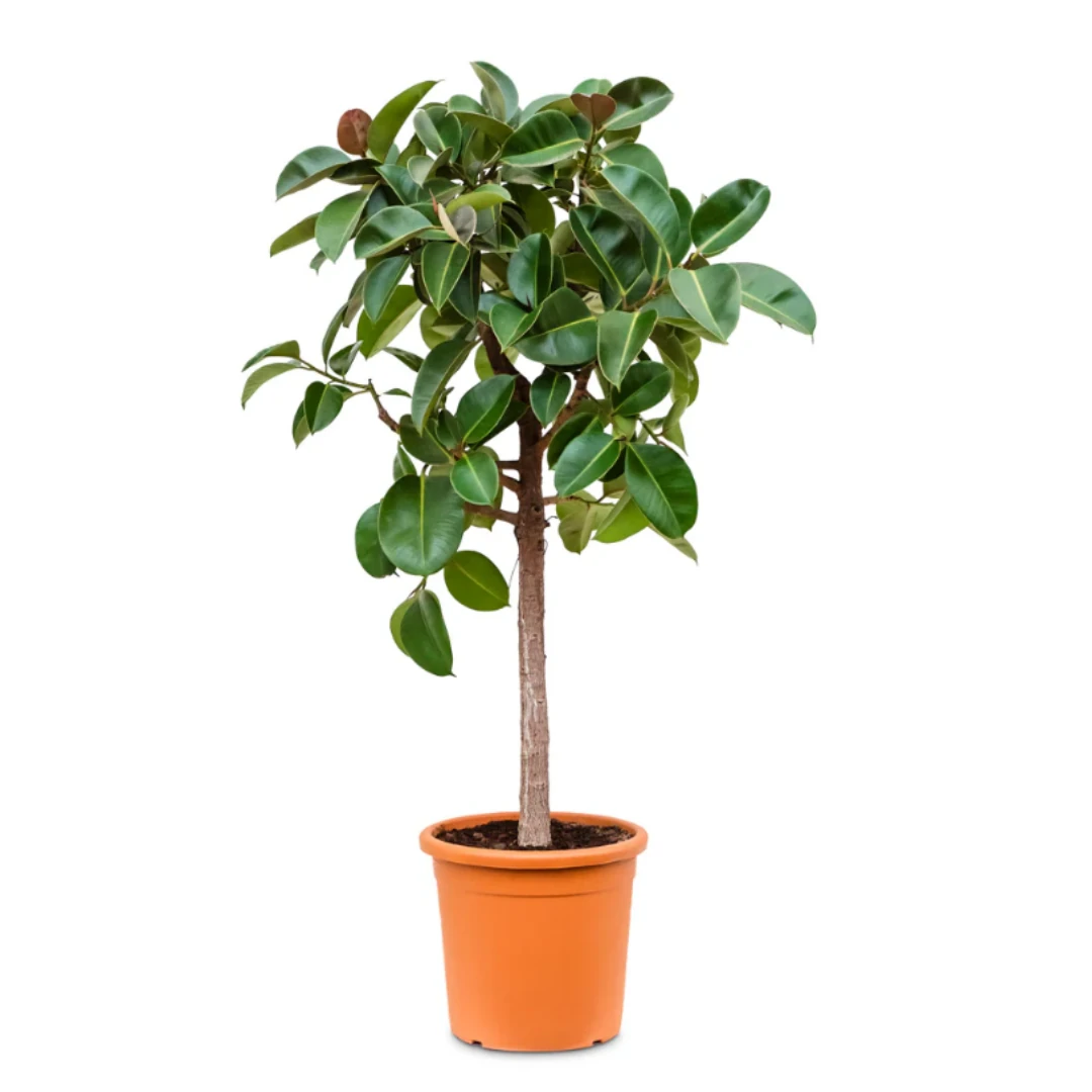 Ficus Elastica Robusta Kauçuk Tijli Anaç 130-140 cm