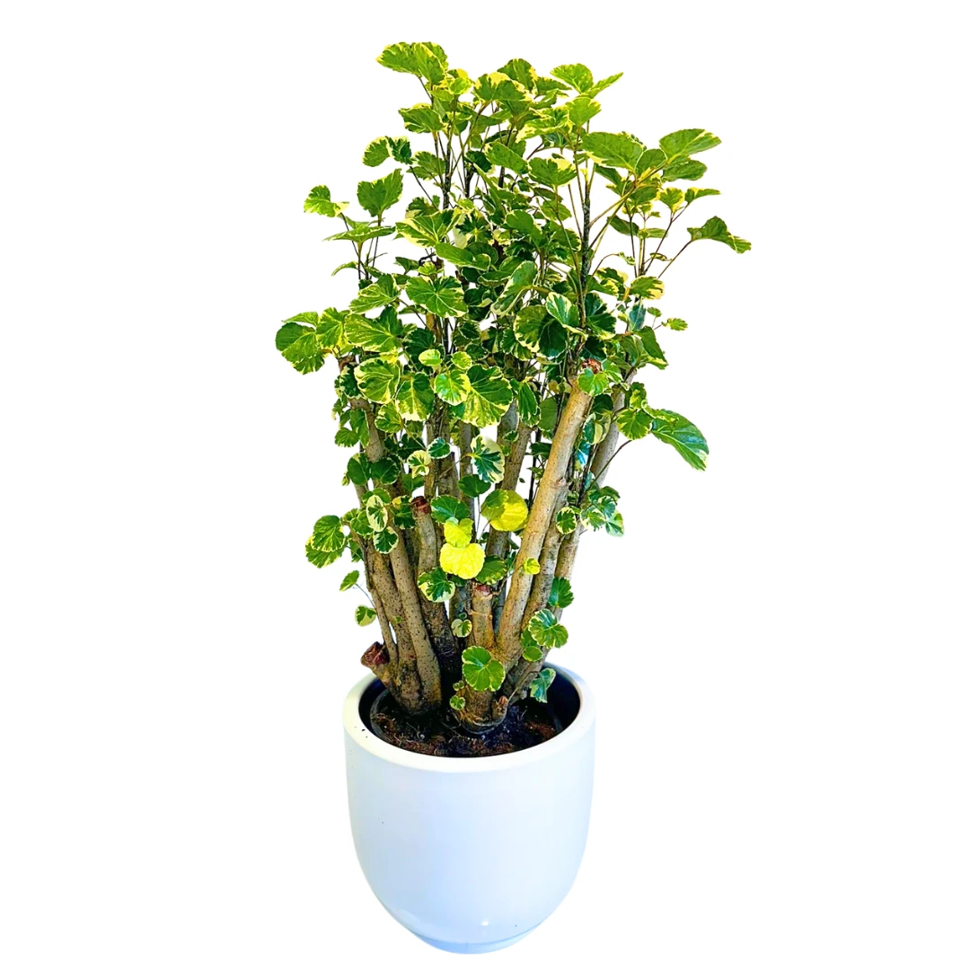 Polyscias Fabian Branch Kalın Gövdeli (Alacalı) 100-110 cm