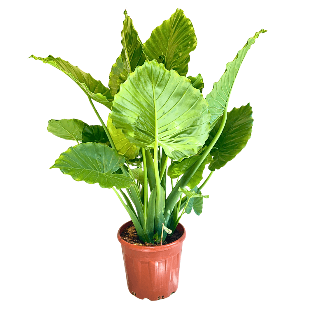 Fil Kulağı Bitkisi XL- Alocasia Macrorrhizos 120-130 cm