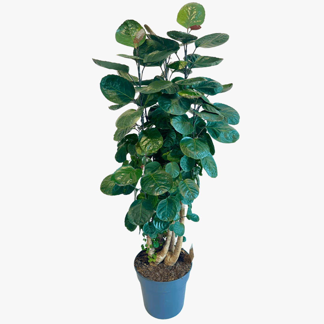Polyscias Fabian 130-140 cm