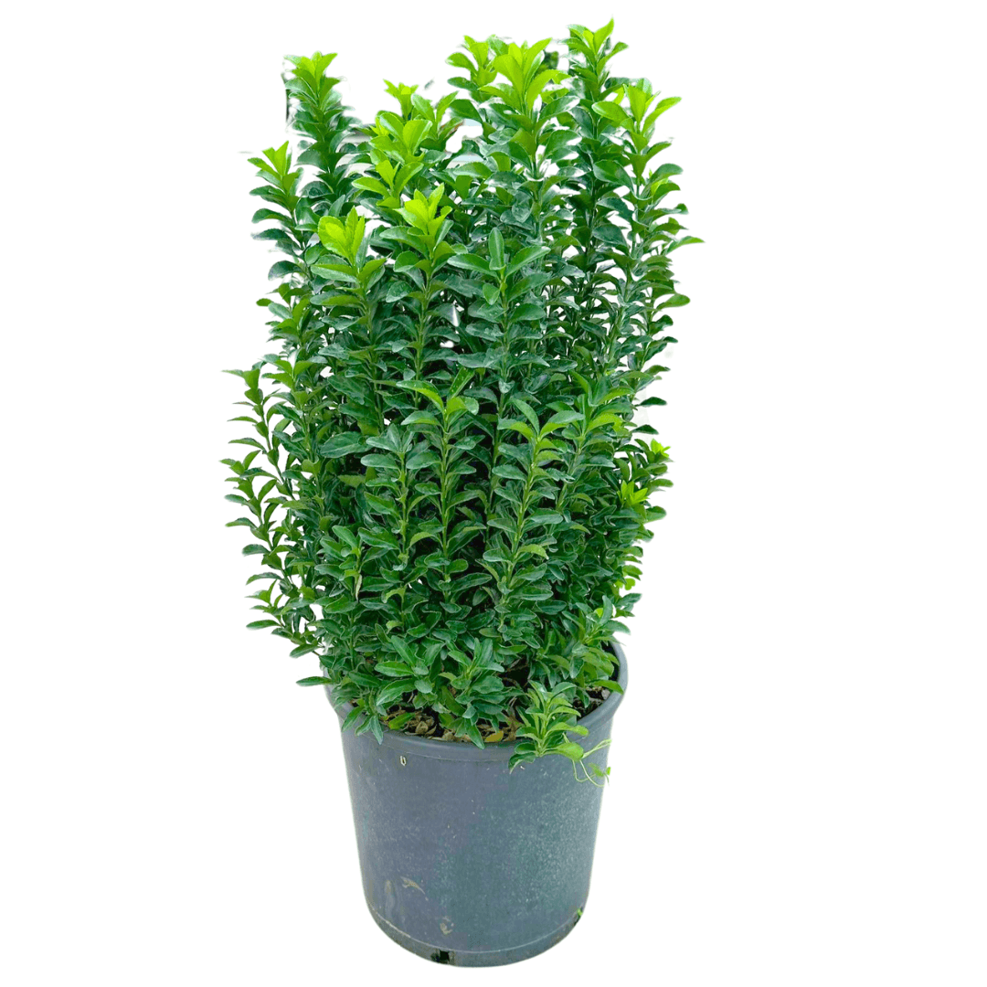 Sütun Taflan 90-110 cm (Green Rocket) 15 Litrede