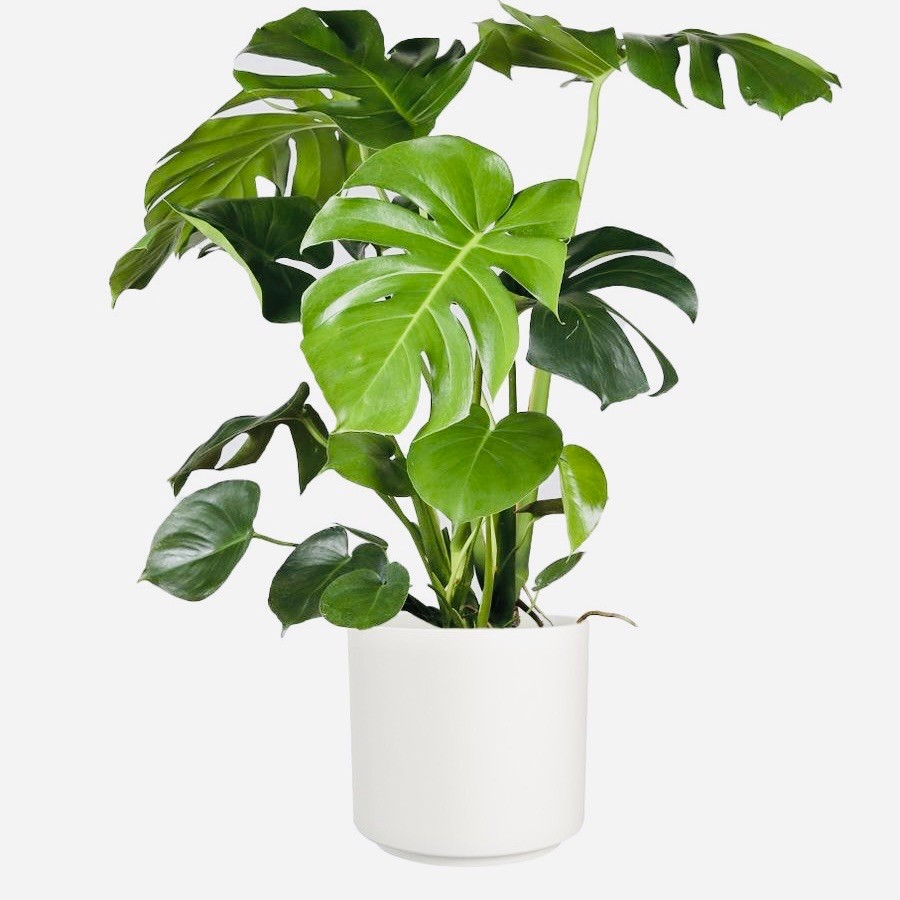 Monstera Deve Tabanı 80-90 cm 