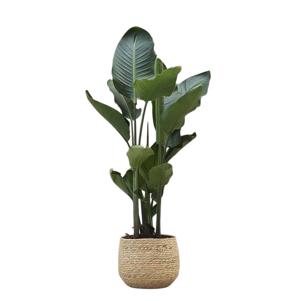 Strelitzia Nicolai Starliçe 3 Gövdeli 170-180 cm