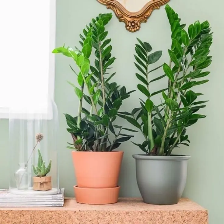 Zamia-Zeze Bitkisi 50 cm