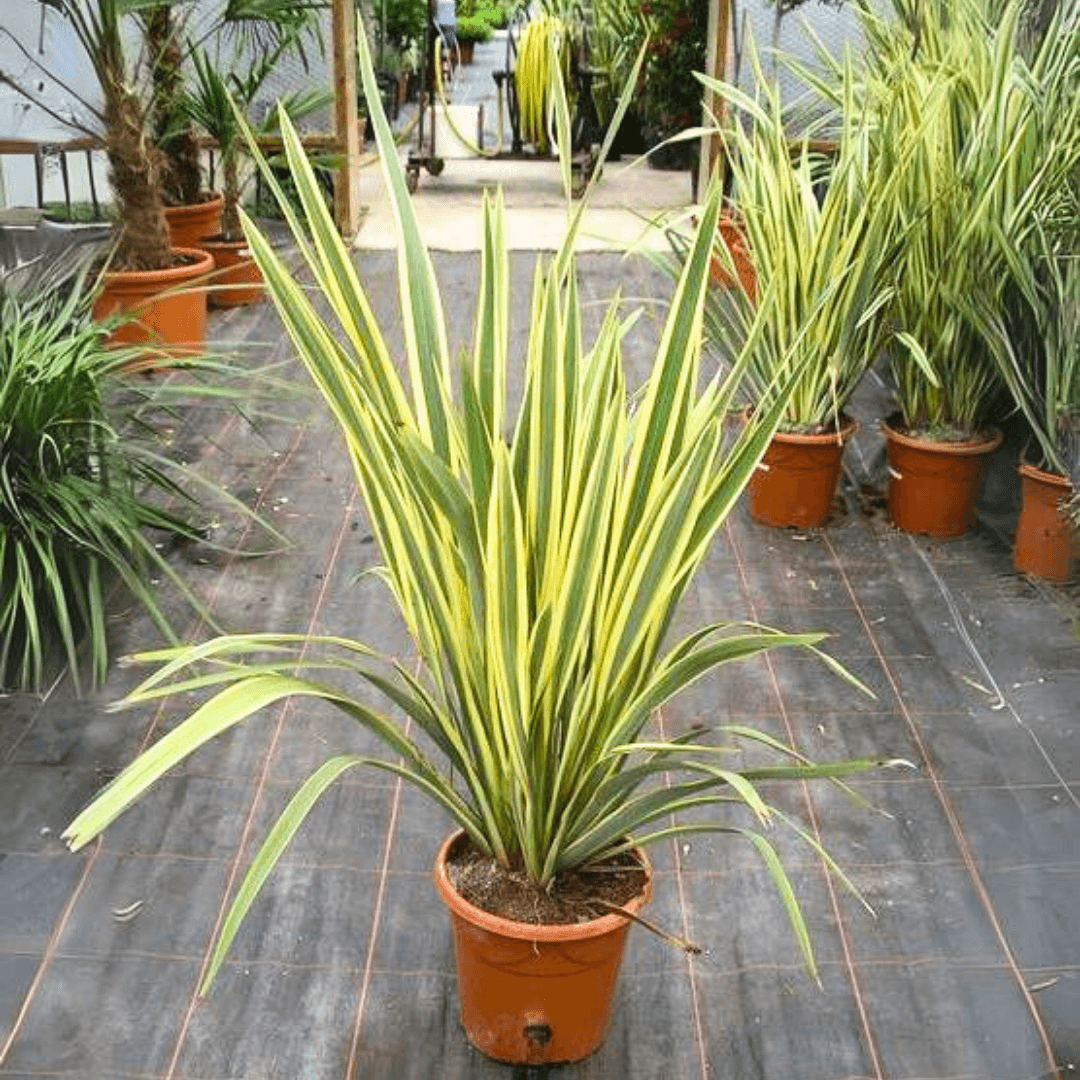 Formium Alacalı (Phormium Tenax Variegata) 90-100 cm