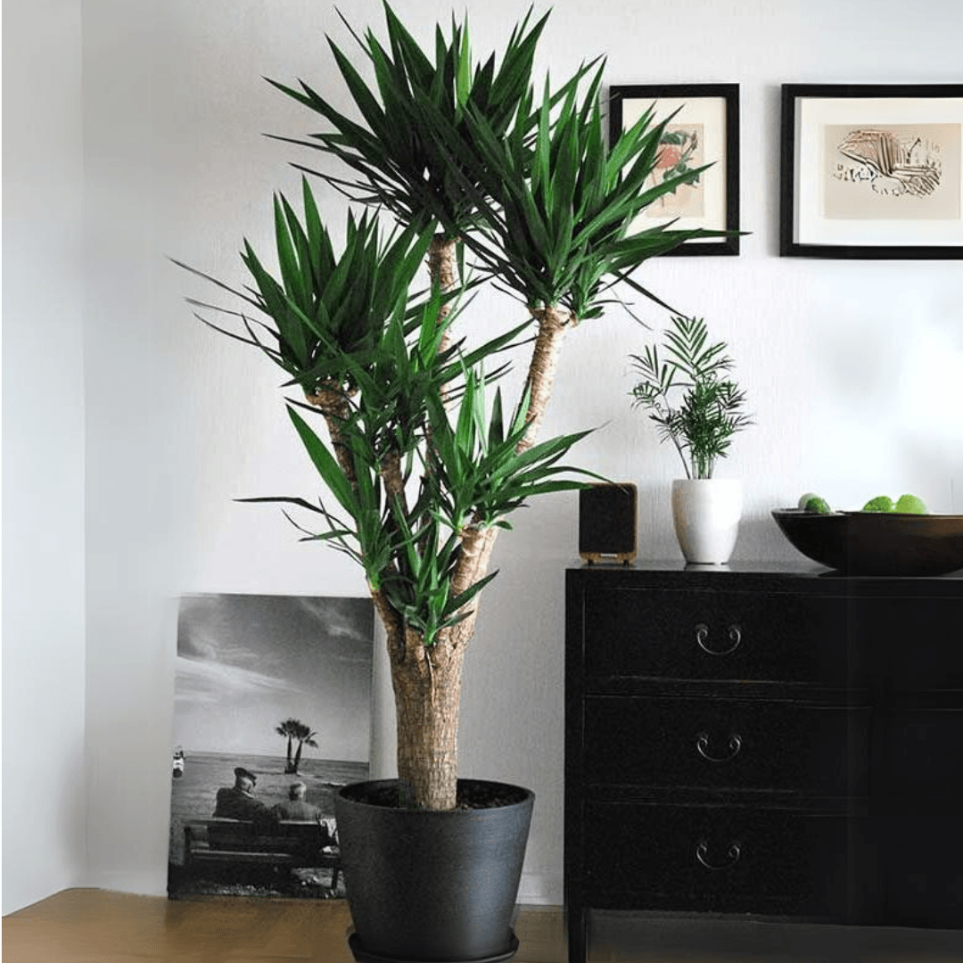 Yucca Çatallı Anaç (Yuka)
