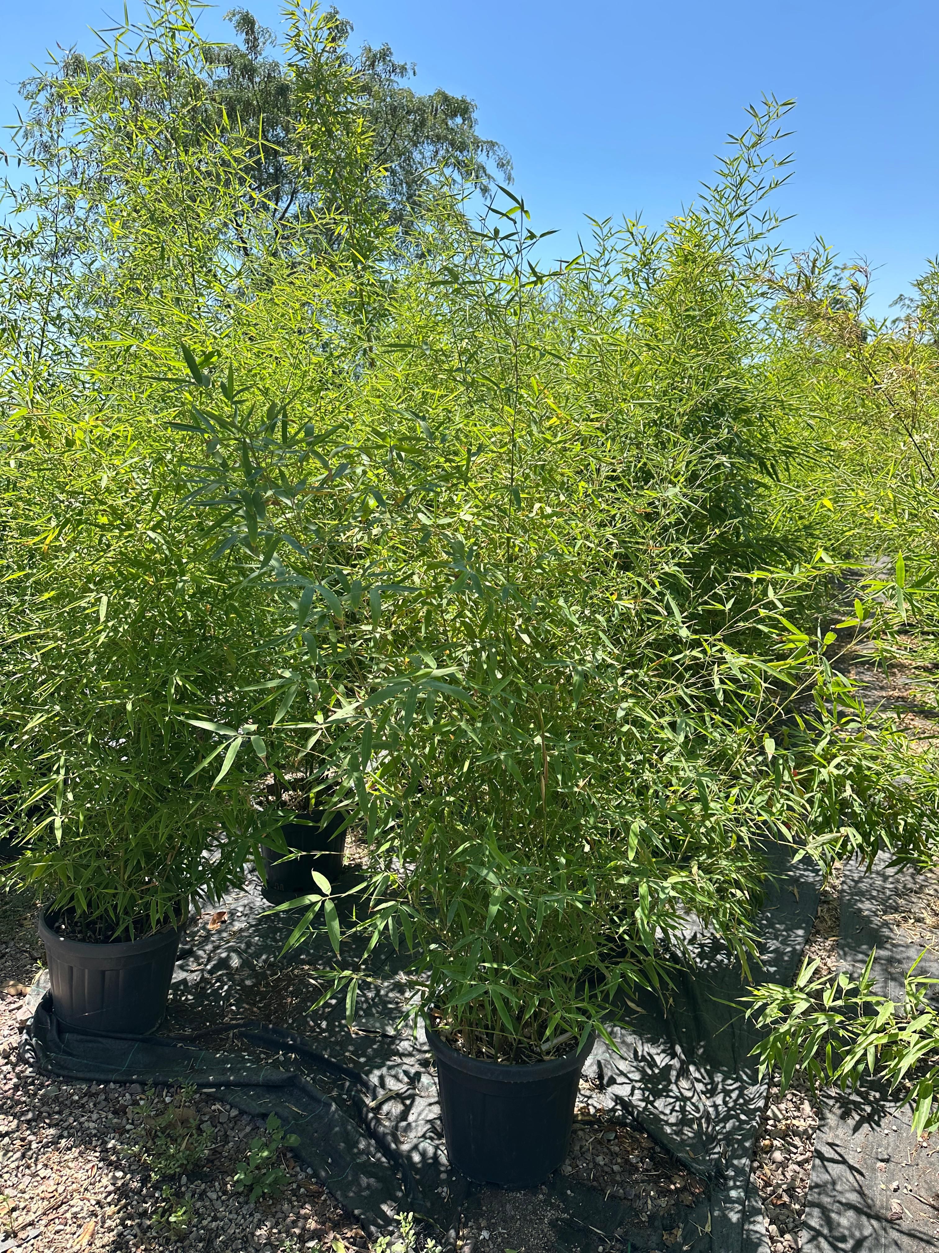 Bambu Ağacı (Bambusa Aurea) +200 cm