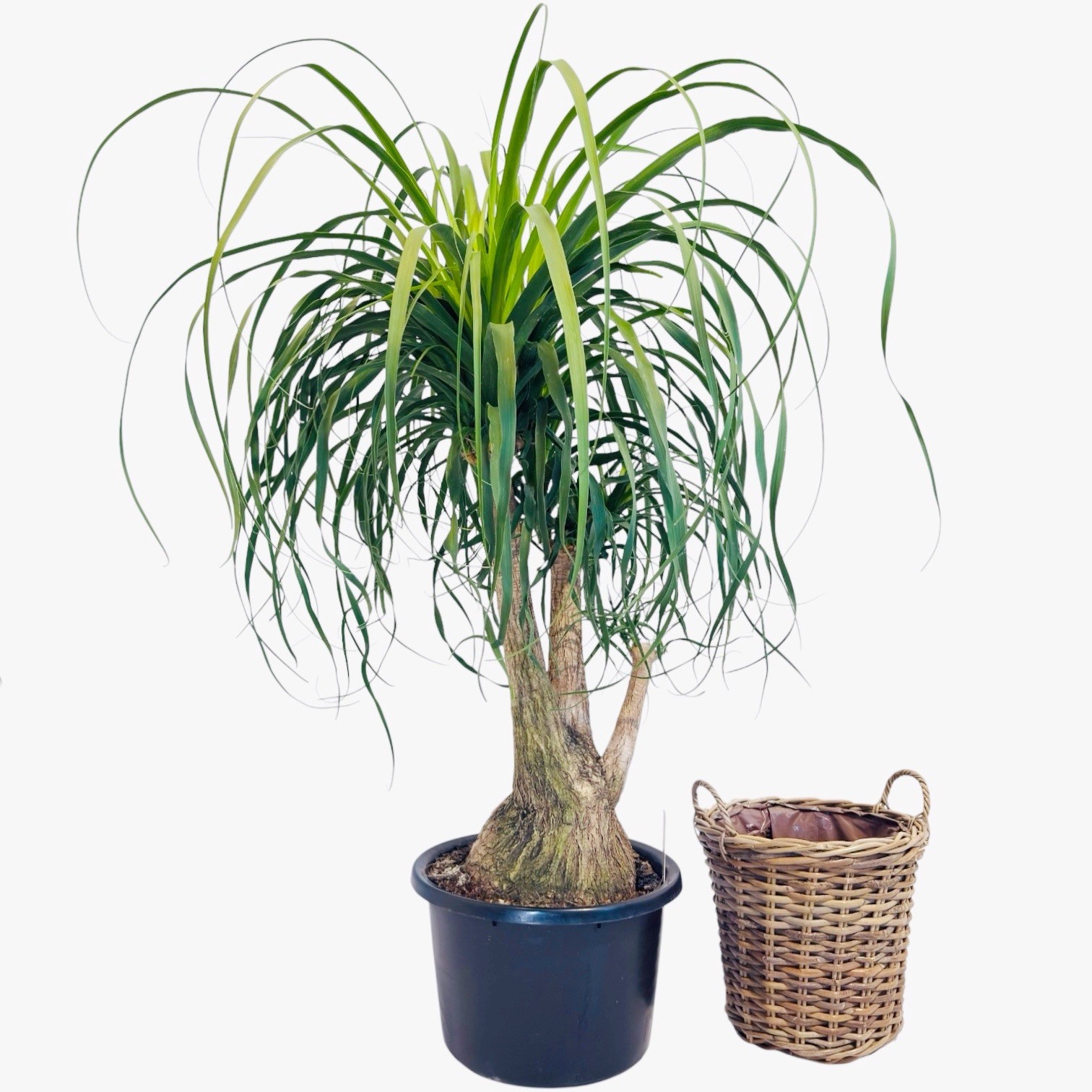 Fil Ayağı-Nolina (Beaucarnea Recurvata) 120-130 cm 