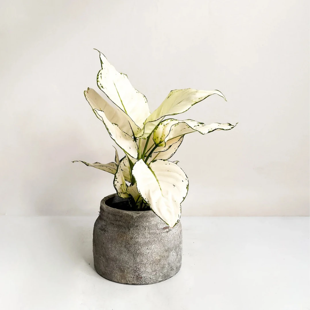 Aglaonema White Joy