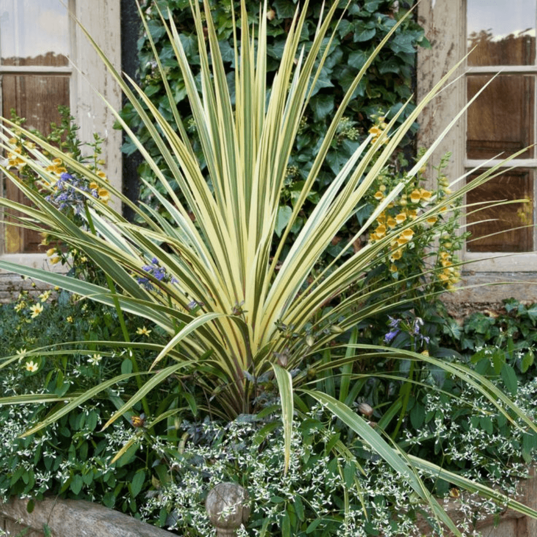 ​Formium Alacalı (Phormium Tenax Variegata) 90-100 cm