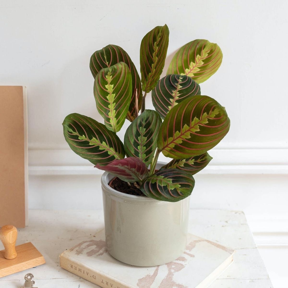 Calathea Maranta-Dua Çiçeği (40-50 cm)