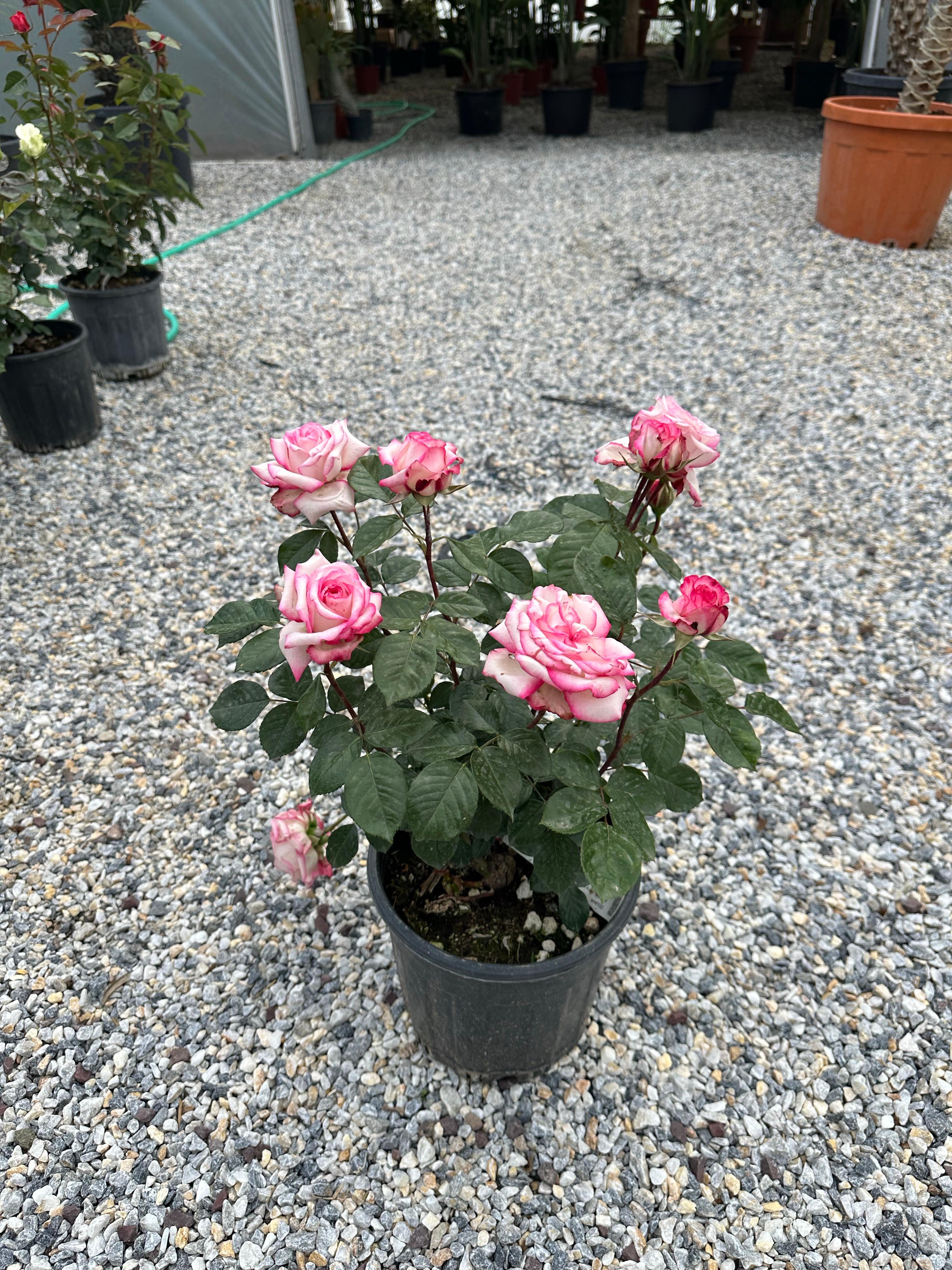 Gül İthal Pembe Kokulu