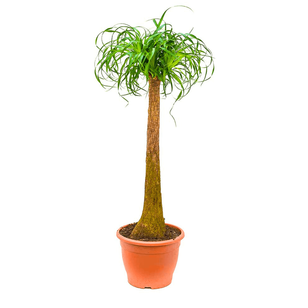 Nolina Fil Ayağı (Beaucarnea Recurvata) 140-150 cm
