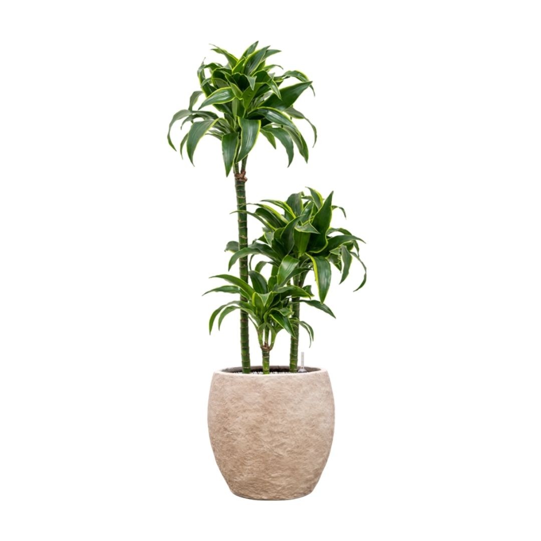 Dracaena Dorado 3 Gövdeli 100-110 cm