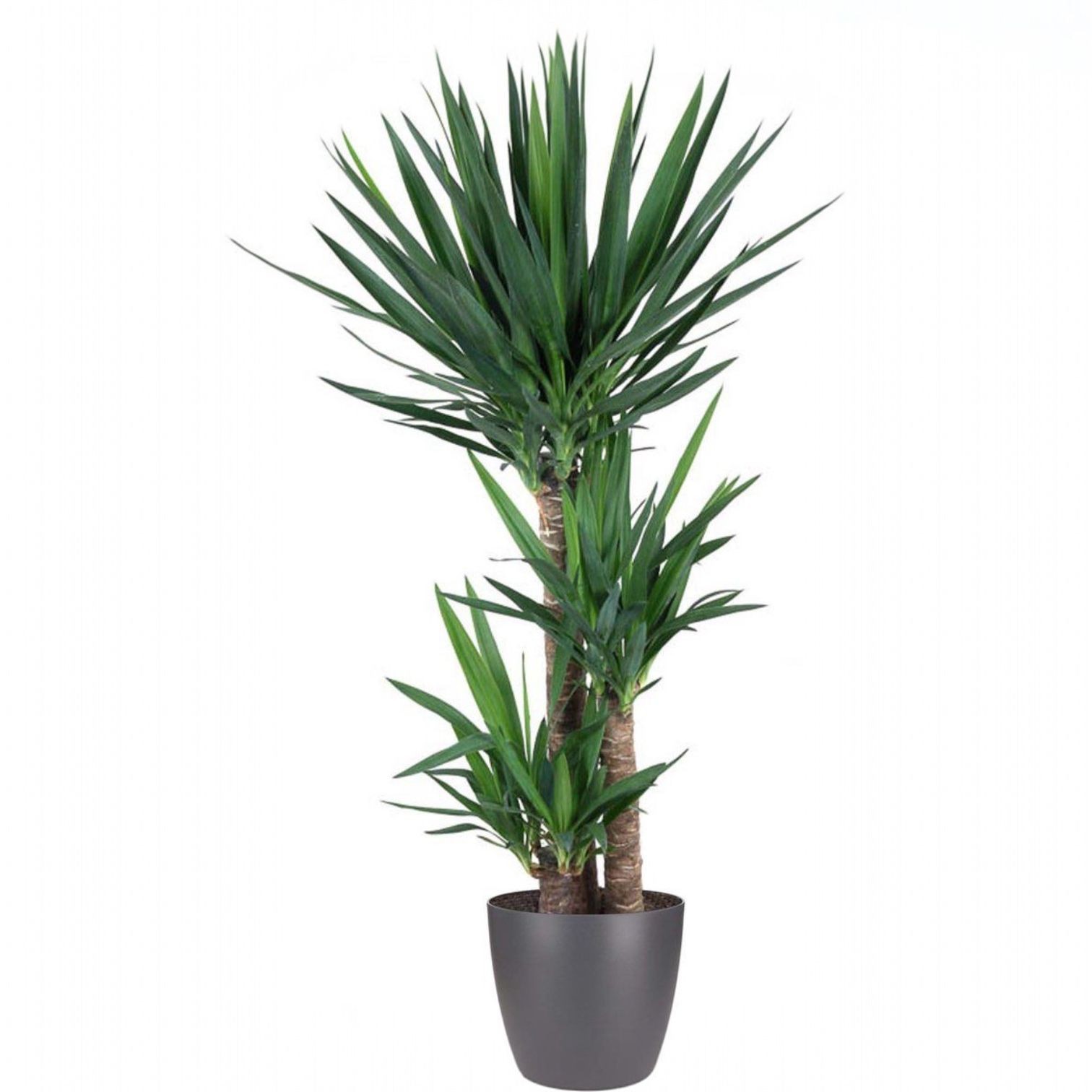 Yucca 3 Gövdeli 130-140 cm