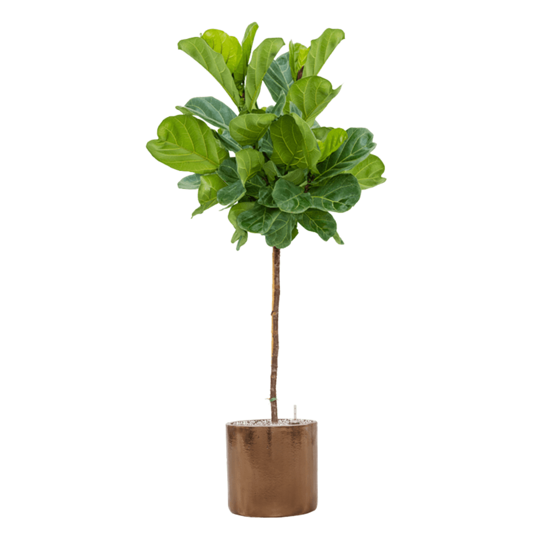 Lyrata Ficus-Tijli Keman Yapraklı Kauçuk ANAÇ 170 cm