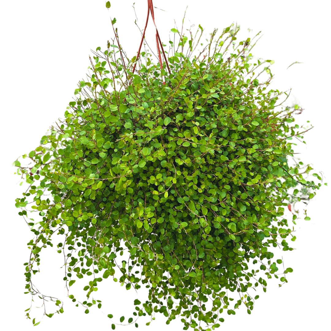 Muehlenbeckia (Drahtsträucher) XXL