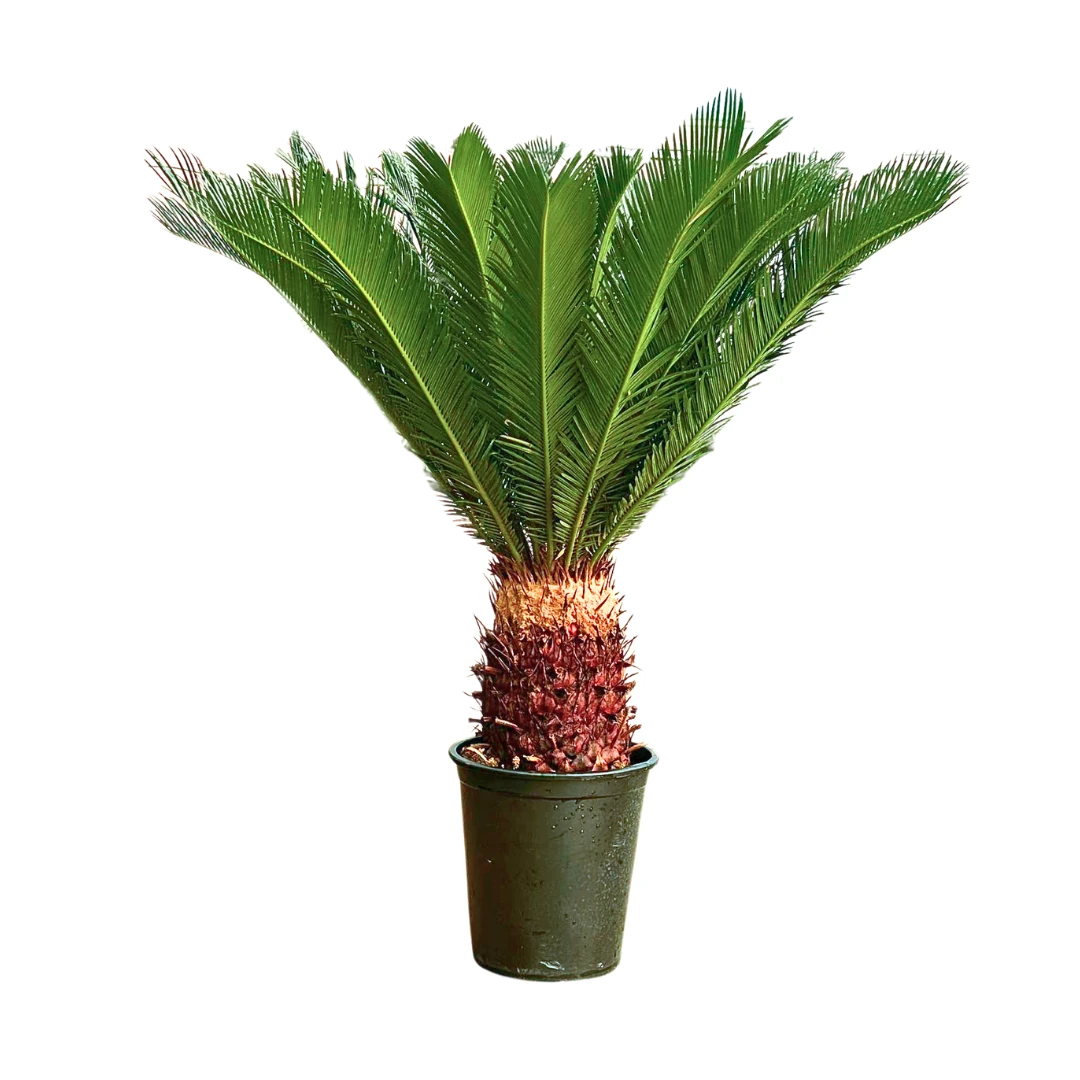 Cycas Revoluta Japon Saga Palmiyesi 100-110 cm (Sikas)