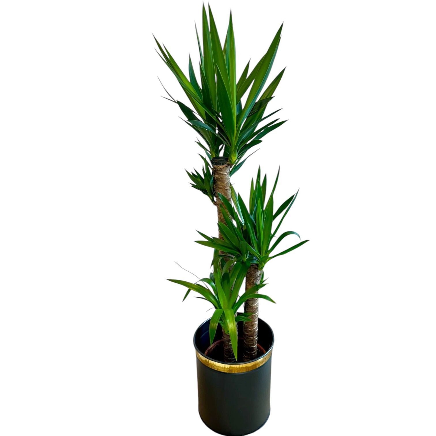 Yucca 3 Gövdeli 130-140 cm