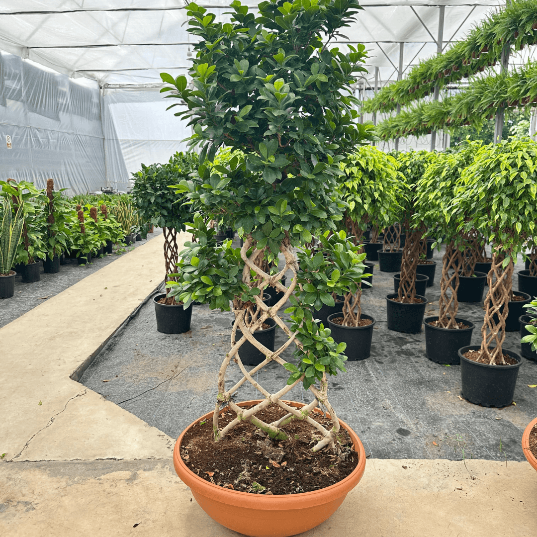 Bonsai Ficus Kafes Form 140-150 cm 