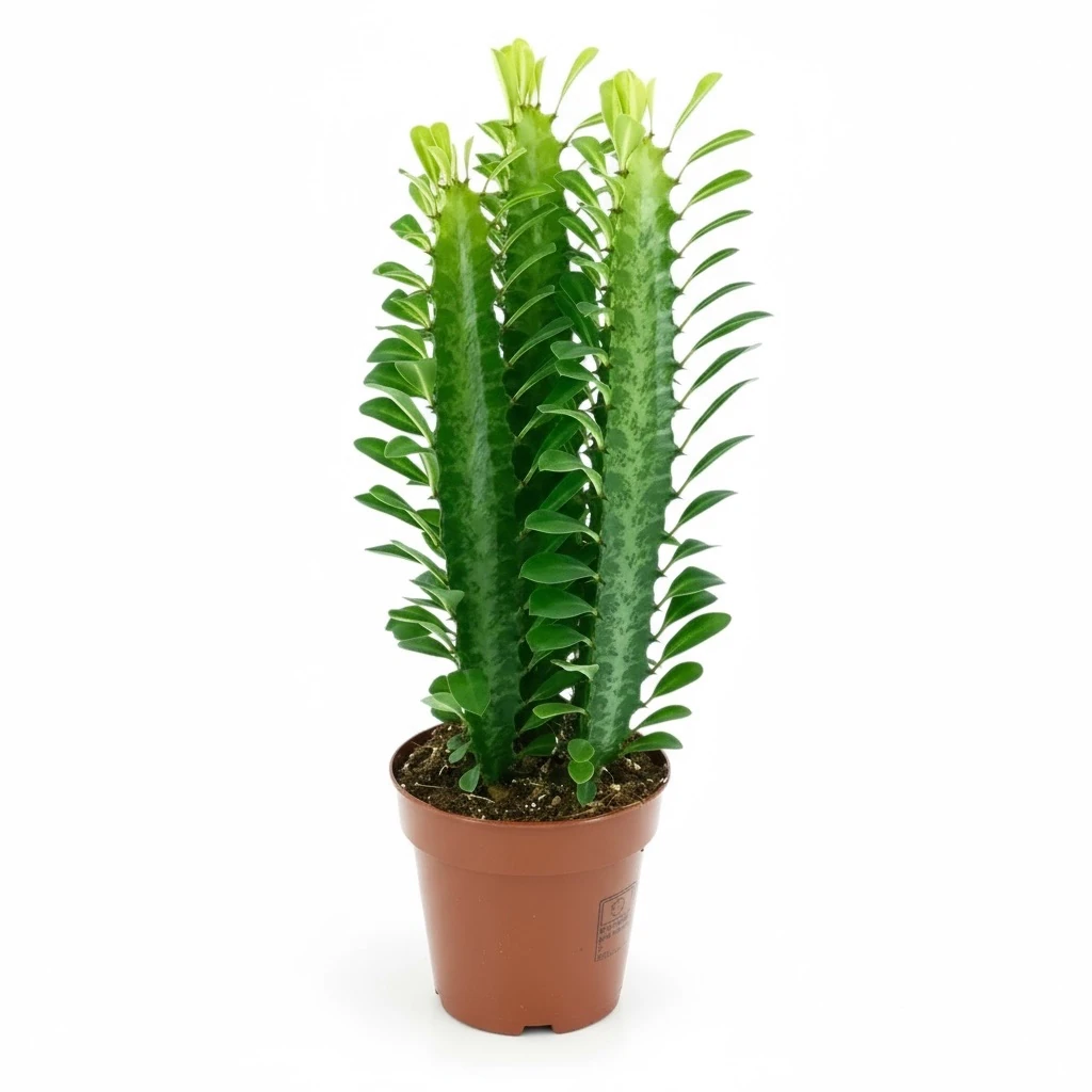 Euphorbia Trigona
