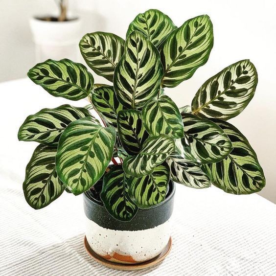 Calathea Makoyana-Dua Çiçeği (45-50cm)