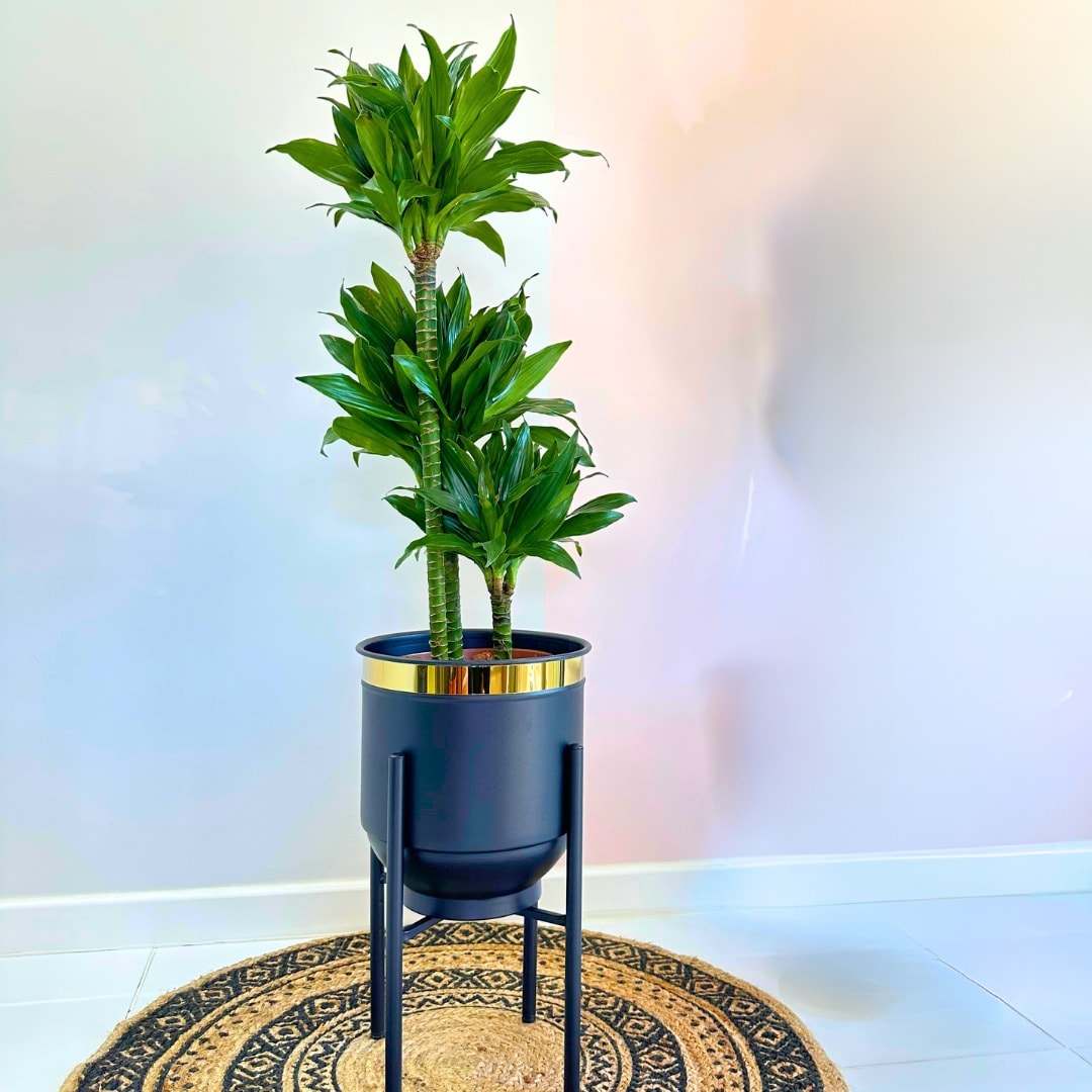 Dracaena Compacta Janet 3 Gövdeli 80-100 cm