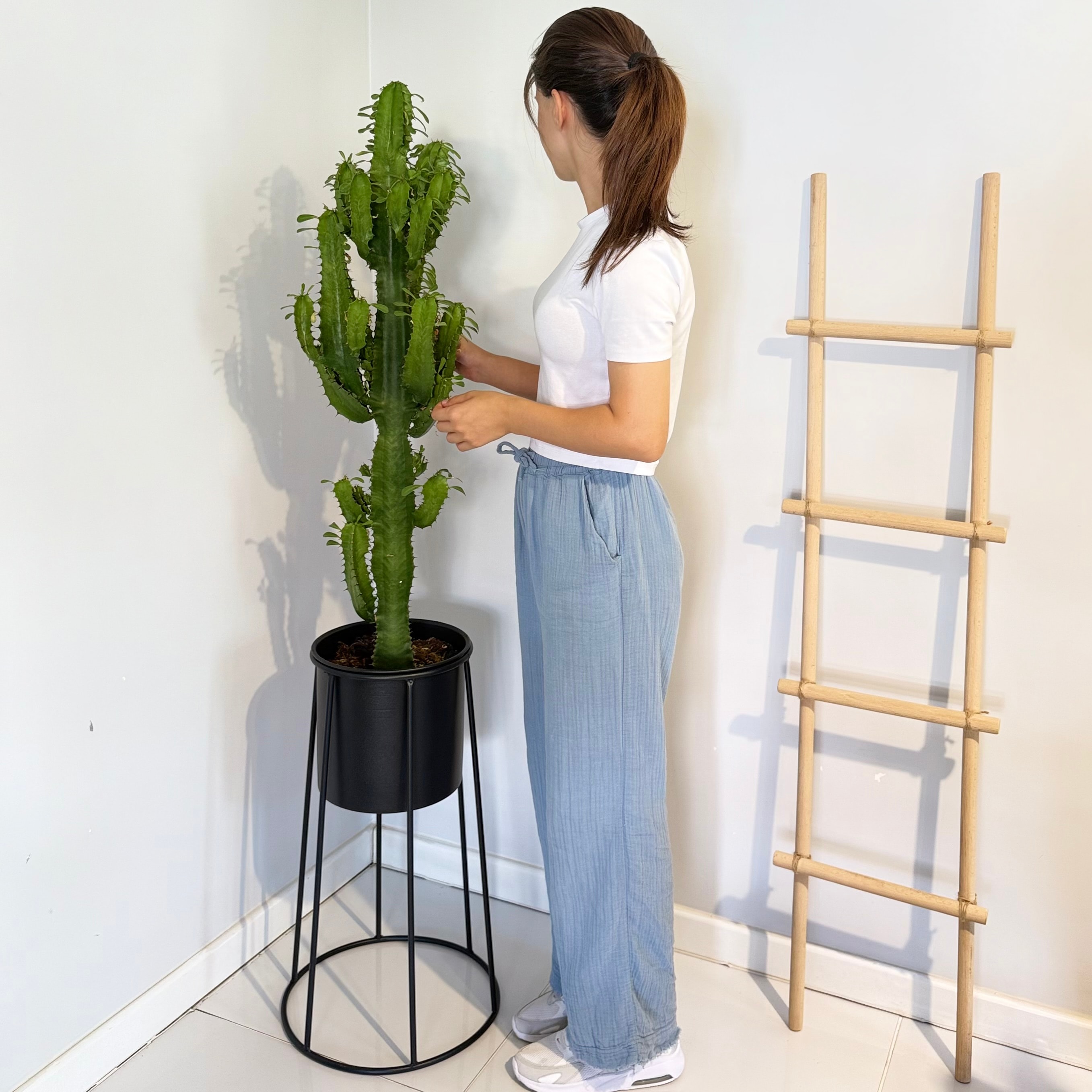Euphorbia Acrurensis 110-120 cm İthal Kaktüs