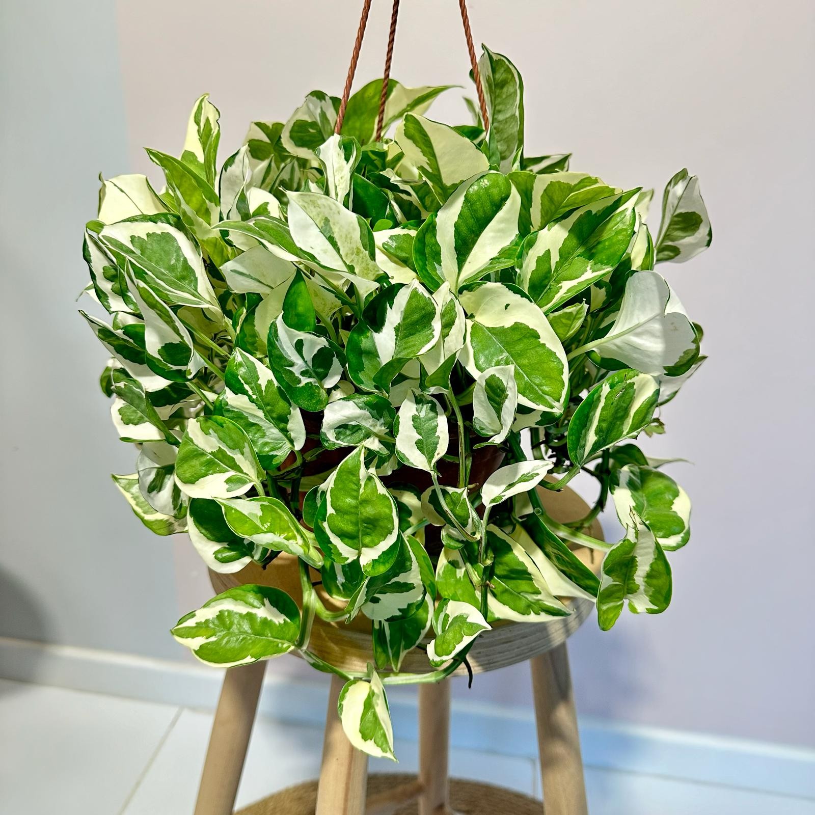 Pothos NJOY-Salon Sarmaşığı-Epipremnum Aureum Njoy