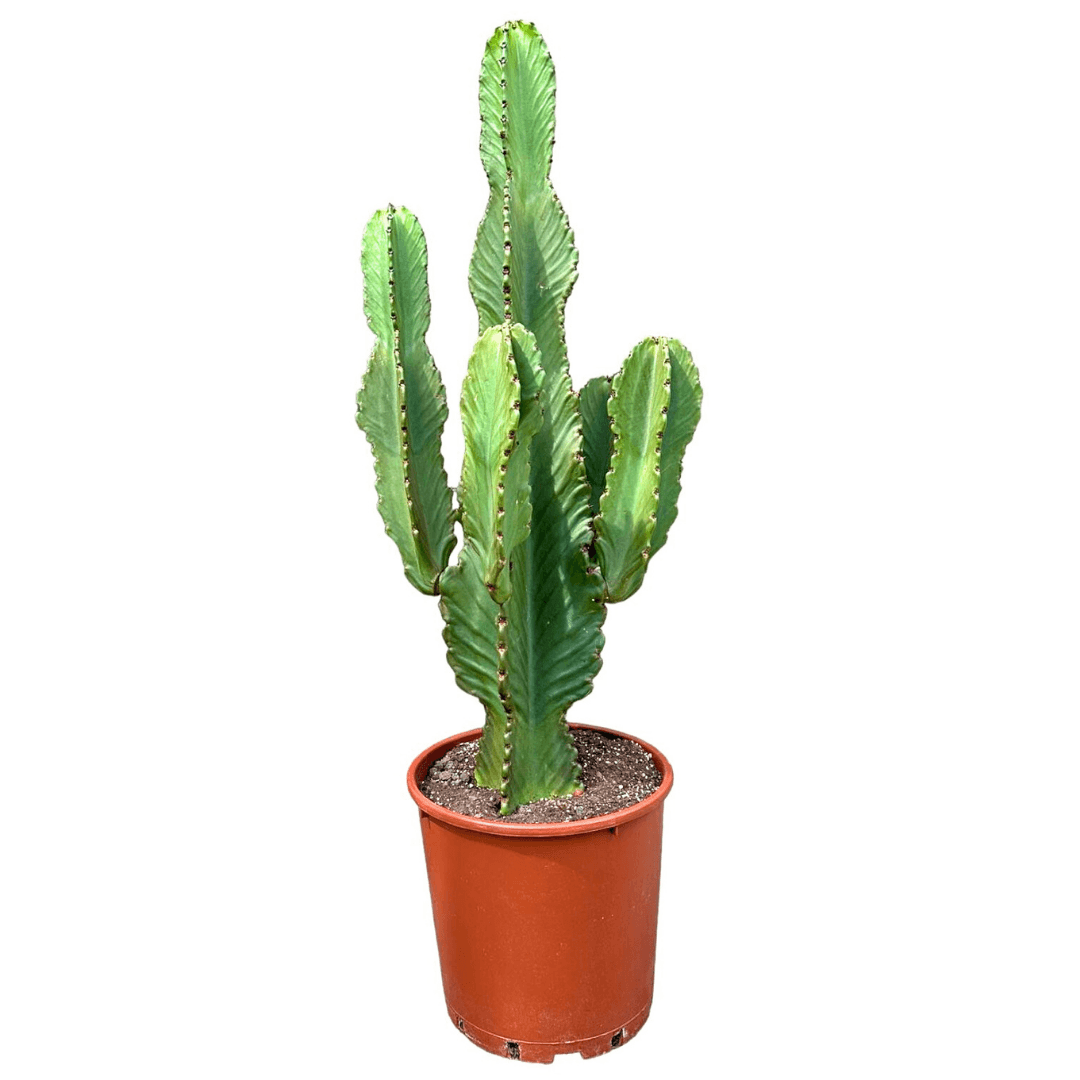 Euphorbia Ingens 90-100 Cm Kovboy Kaktüsü