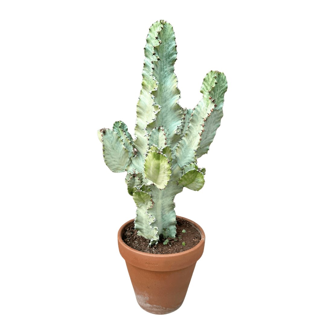 Euphorbia Ingens Variegata XL-90-100 Cm (Terracotta Saksıda)