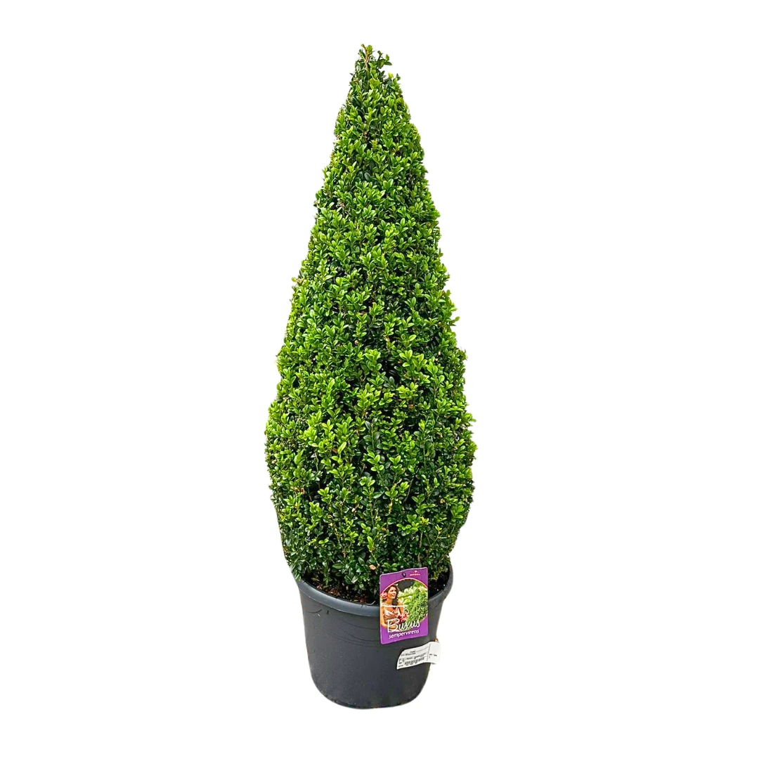 Şimşir Buxus Faulkner Piramit Formlu 100-110 cm İthal