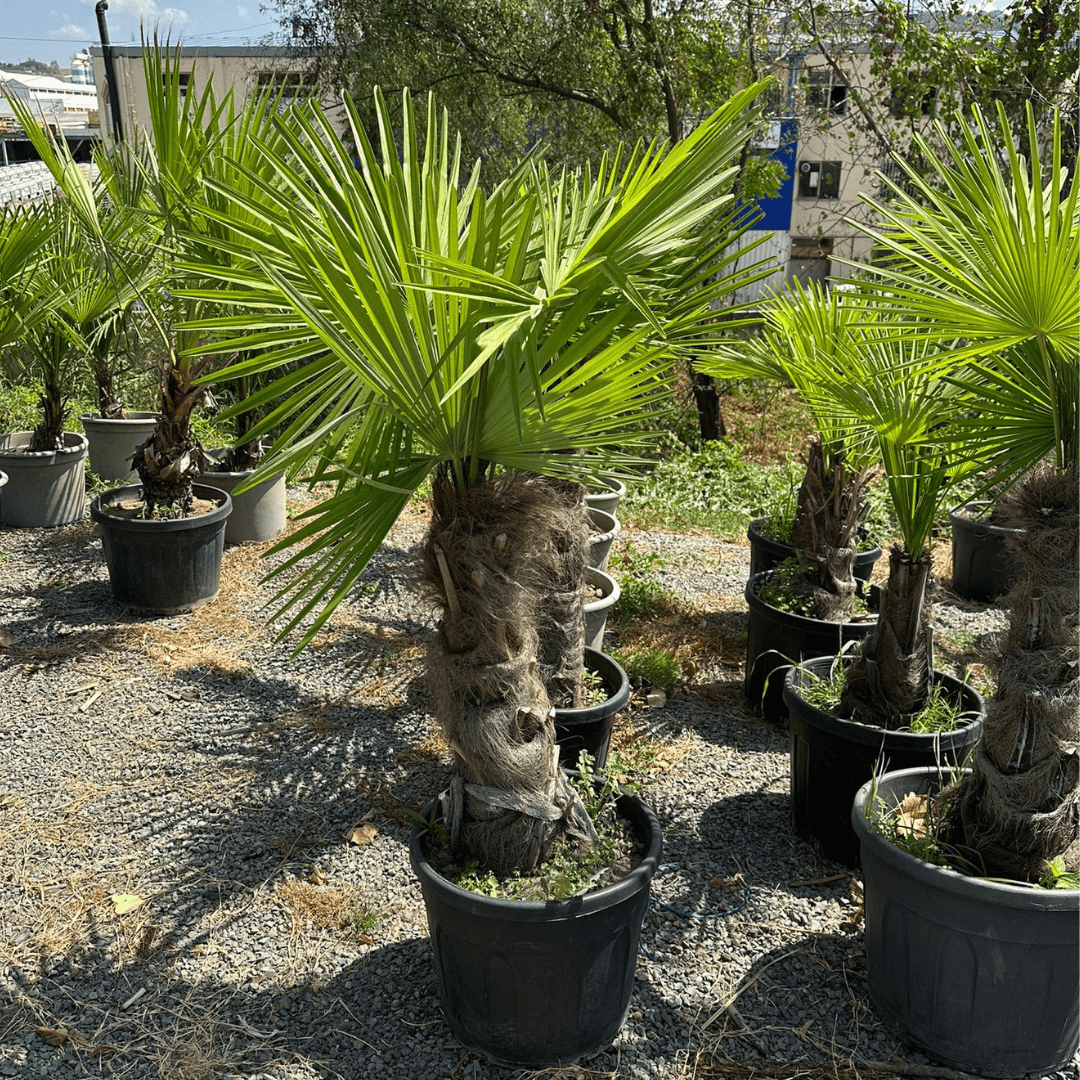 Tüylü Palmiye 180-190 cm (Chamaerops Excelsa, Marmara Palmiyesi)