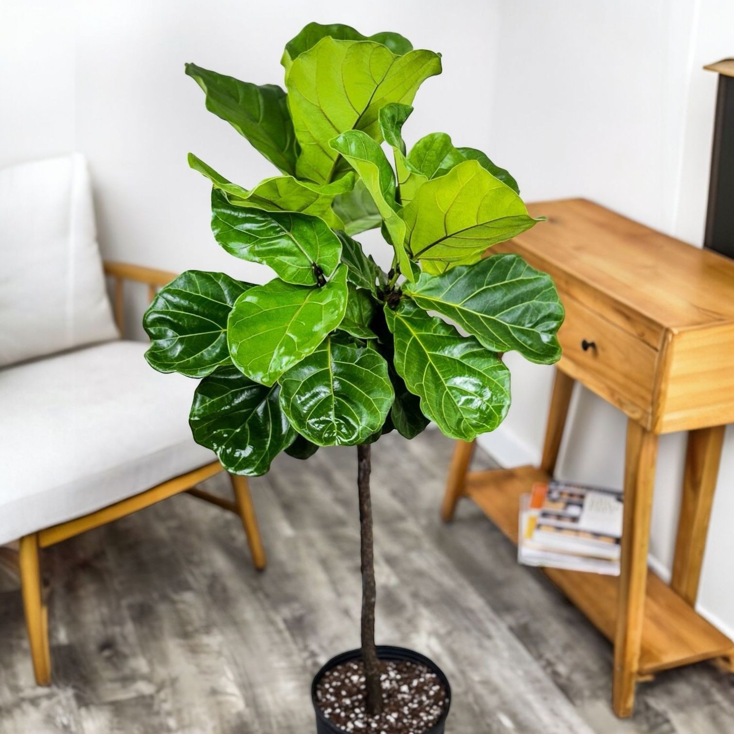 Lyrata Ficus-Tijli Keman Yapraklı Kauçuk ANAÇ 180 Cm