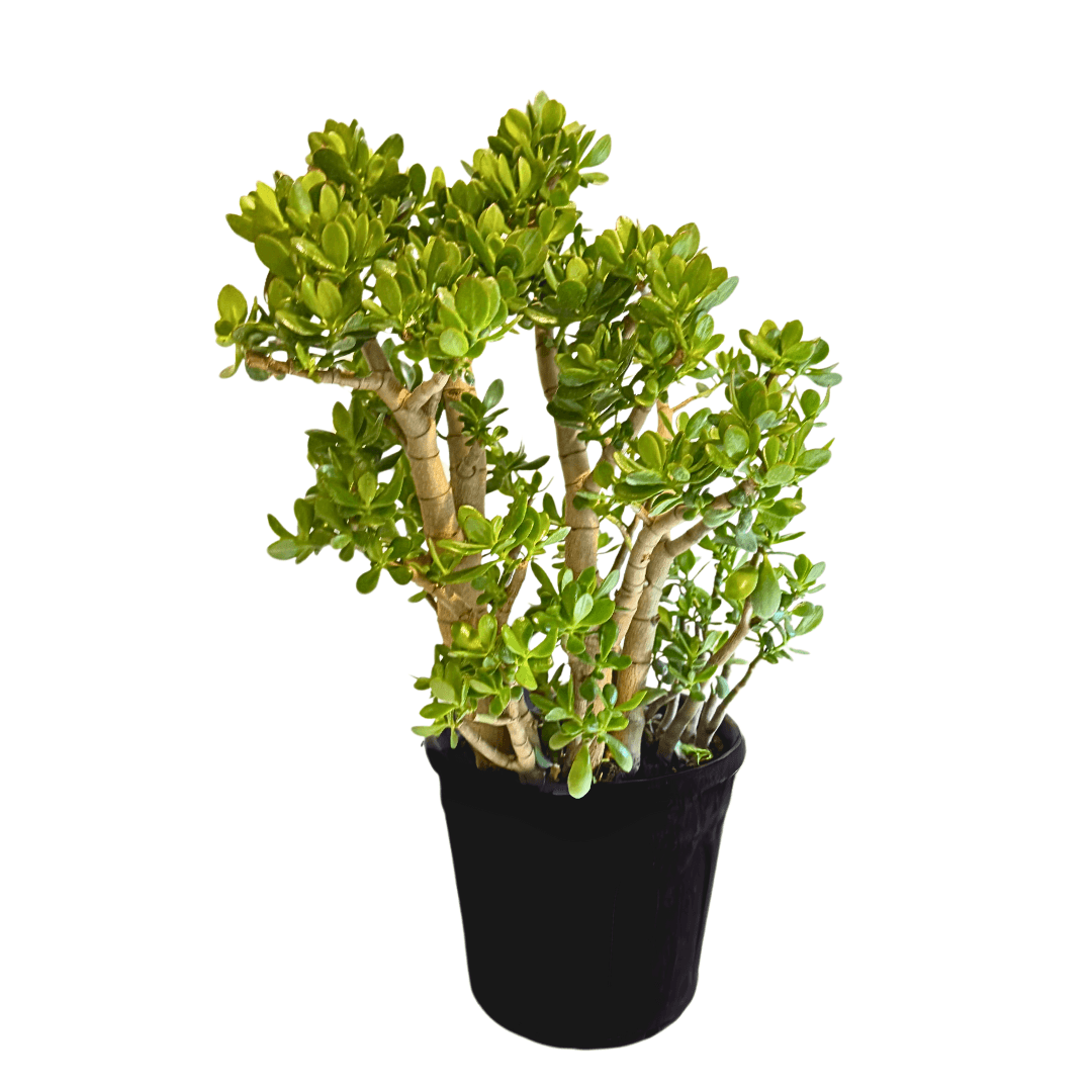 Crassula Ovata XXL-Bereket Bitkisi 10-12 Yaş