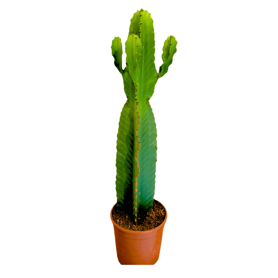 Euphorbia Ingens (Dikensiz Kaktüs)