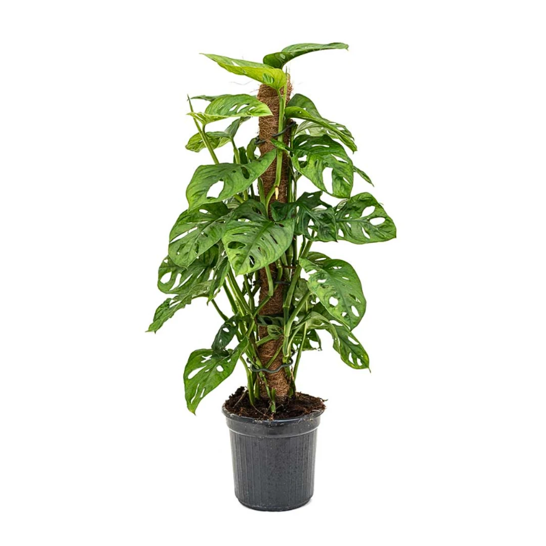 Monstera Monkey Mask Adansonii Yosun Çubuklu (Deve Tabanı) 70-80 cm