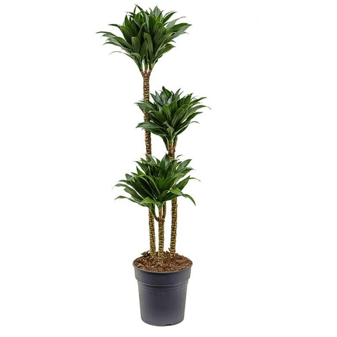 Dracaena Compacta 3 Gövdeli (3 Kollu 130 cm)
