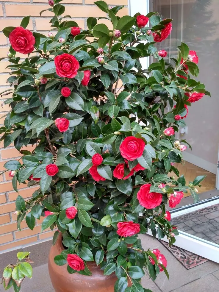 Kırmızı Çiçekli Cemellia Japonica