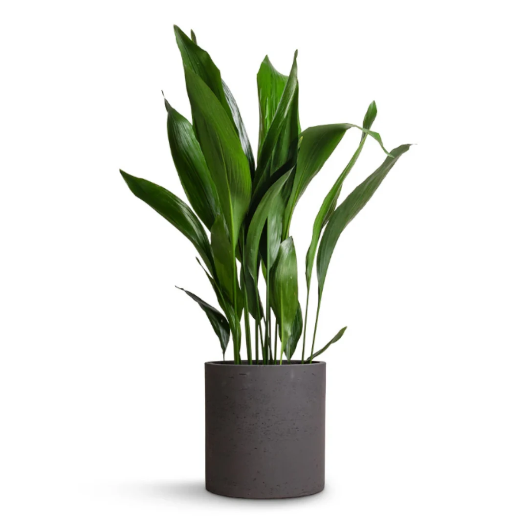 Aspidistra Eliator (Salon Yaprağı) XXL Form 80-90 cm